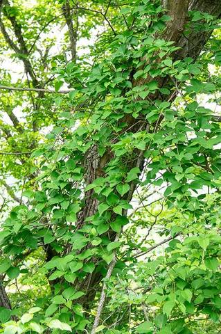 20190601jisei-matsubusaA02.jpg