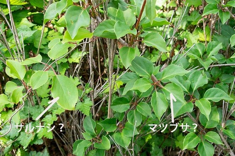 20190601jisei-matsubusaC04_sarunashi.jpg