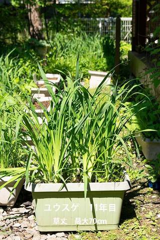 20190601yusuge_planter_11y.jpg