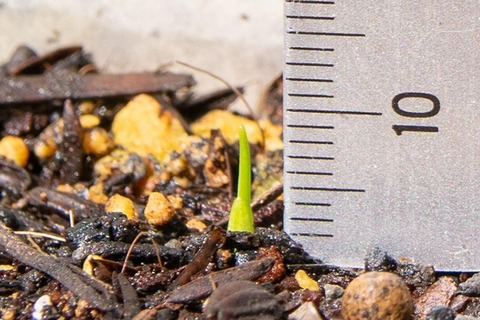 20190601yusuge_planter_1y_2018seed_20190502start_02.jpg