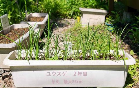 20190601yusuge_planter_2y_2017seed_20180415start.jpg