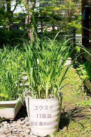 20190601yusuge_pot_11y.jpg