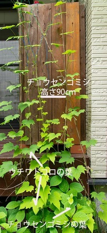 20190602midori05_chosengomishi.jpg