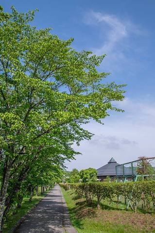 20190605yagasaki-sakura01.jpg