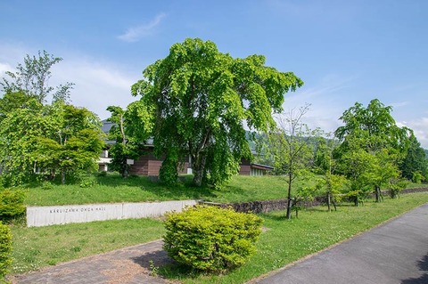 20190605yagasaki-shidare-sakuraA01.jpg