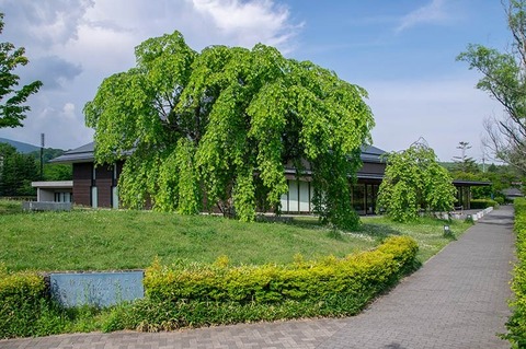 20190605yagasaki-shidare-sakuraB.jpg