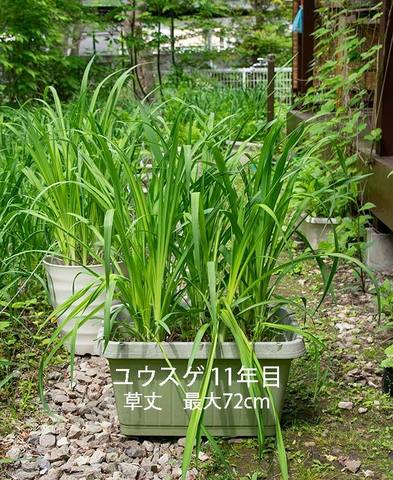 20190605yusuge_planter_11y.jpg