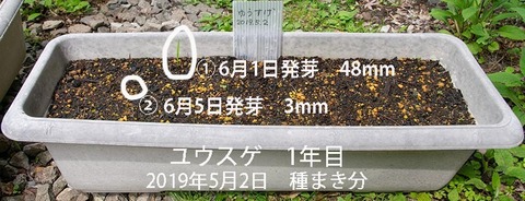 20190605yusuge_planter_1y_2018seed_20190502start_01.jpg