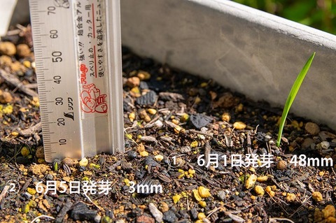 20190605yusuge_planter_1y_2018seed_20190502start_02.jpg