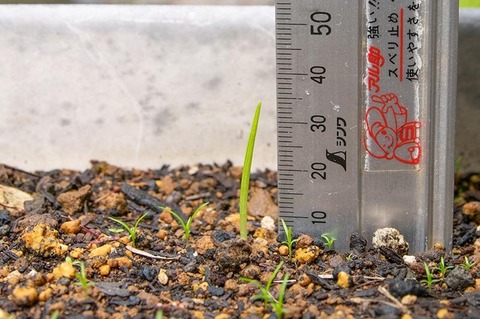 20190605yusuge_planter_1y_2018seed_20190510start_02.jpg