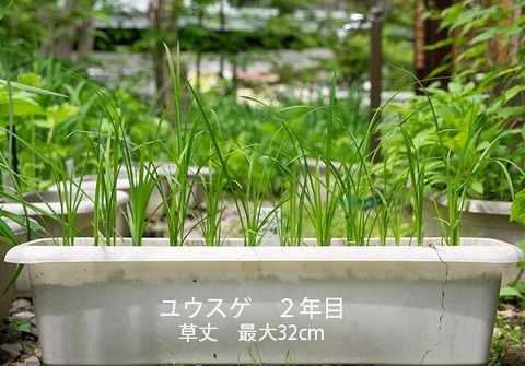 20190605yusuge_planter_2y_2017seed_20180415start.jpg