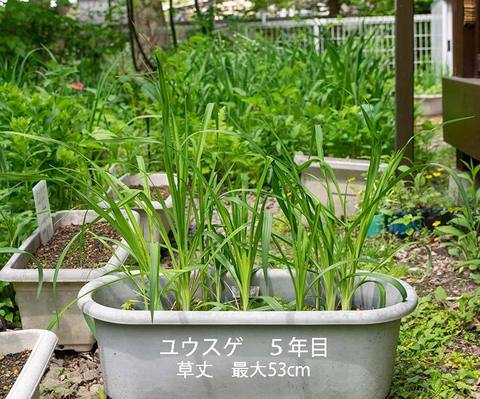 20190605yusuge_planter_5y_2014seed_20150510start.jpg
