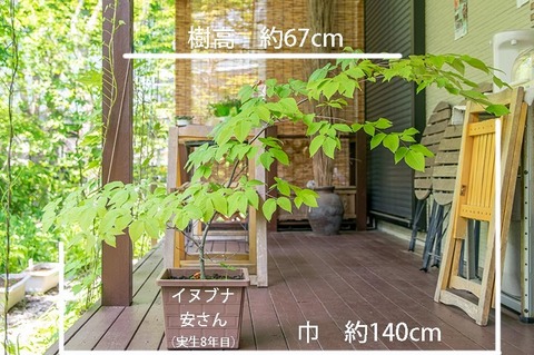 20190606inubuna8y_an_01.jpg