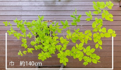 20190606inubuna8y_an_02.jpg