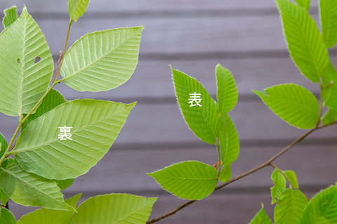 20190606inubuna8y_an_05.jpg