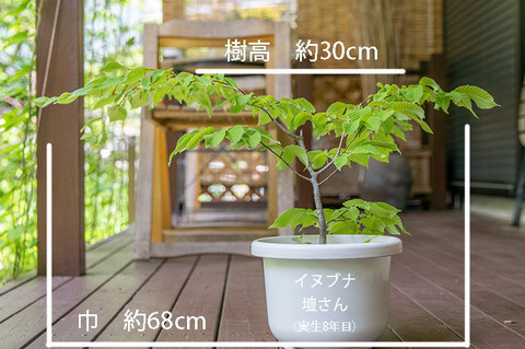 20190606inubuna8y_dan_01.jpg