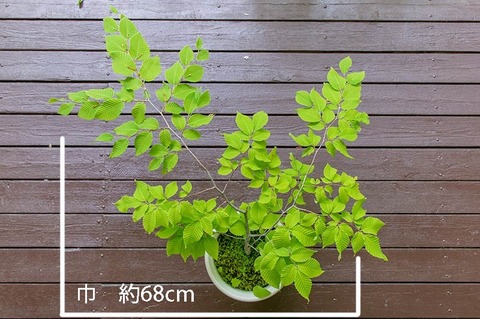 20190606inubuna8y_dan_02.jpg
