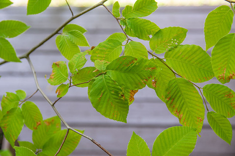 20190606inubuna8y_dan_03.jpg