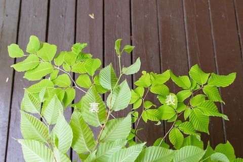 20190606inubuna8y_dan_05.jpg