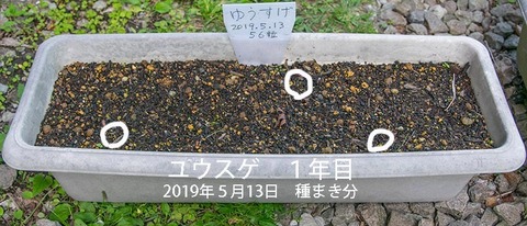 20190606yusuge_planter_1y_2018seed_20190513start_01re.jpg