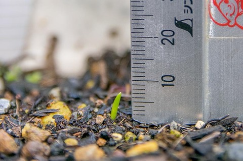 20190606yusuge_planter_1y_2018seed_20190513start_02.jpg