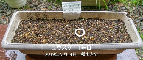 20190607yusuge_planter_1y_2018seed_20190514start_01.jpg