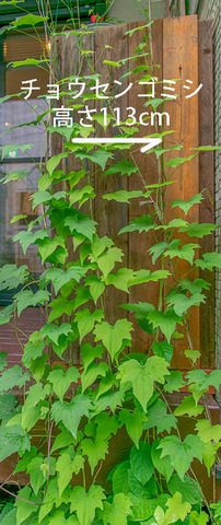 20190612midori02.jpg