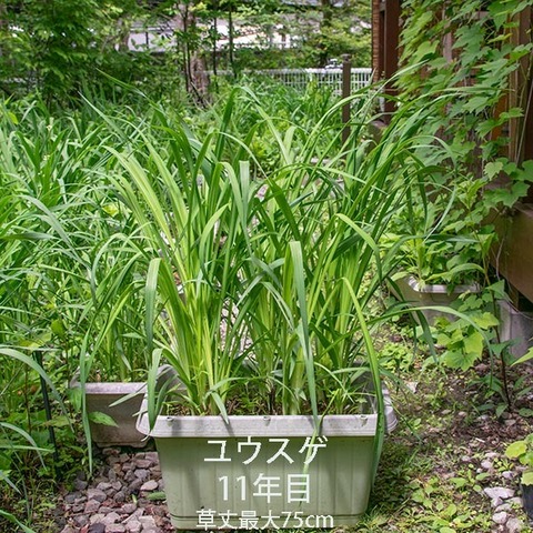 20190616yusuge_planter_11y.jpg