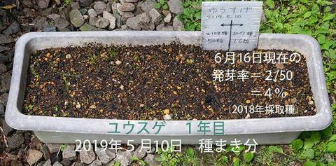 20190616yusuge_planter_1y_2018seed_20190510start_re.jpg