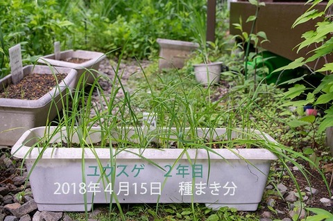 20190616yusuge_planter_2y_2017seed_20180415start.jpg