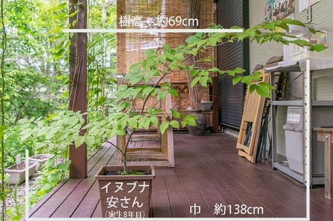 20190617inubuna8y_an_01.jpg