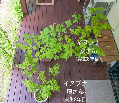 20190617inubuna8y_an_dan_01.jpg