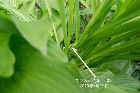 20190619yusuge_kakei_bycA01.jpg