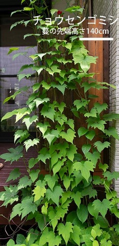 20190621midori05gomishi.jpg