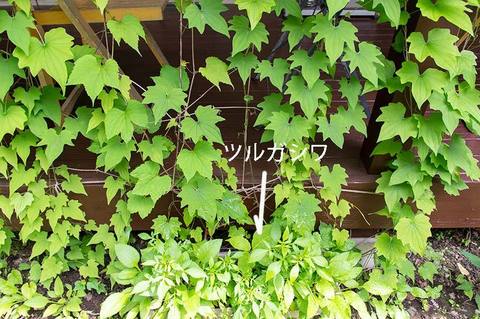 20190621midori06tsurugashiwa.jpg