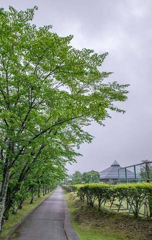 20190621yagasaki-sakura01.jpg