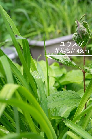 20190622yusuge_kakei_bycA01.jpg