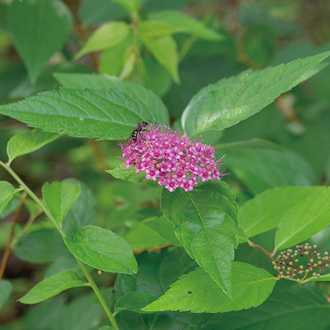 20190626shimotsuke.jpg
