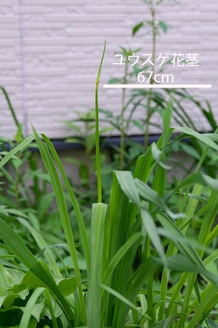 20190626yusuge_kakei_bycA01.jpg