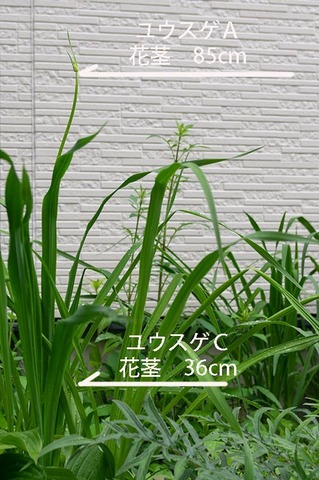 20190628yusuge_kakei_bycA_C01.jpg