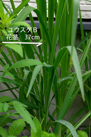 20190628yusuge_kakei_bycB01.jpg
