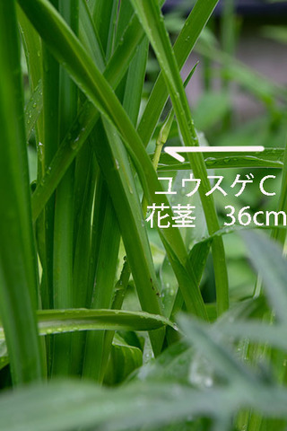 20190628yusuge_kakei_bycC01.jpg