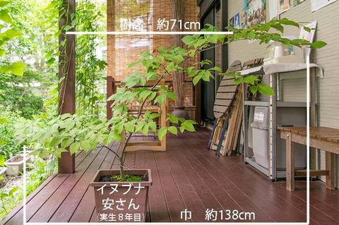 20190701inubuna8y_an_01.jpg