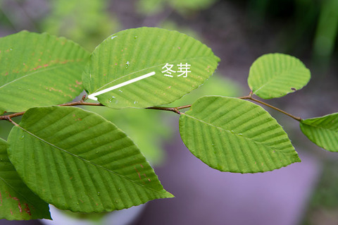 20190701inubuna8y_an_04.jpg
