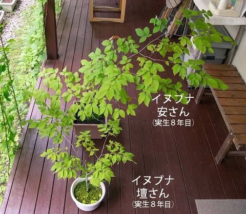 20190701inubuna8y_an_dan_01.jpg