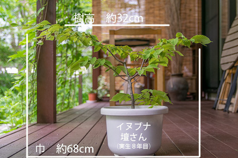 20190701inubuna8y_dan_01.jpg