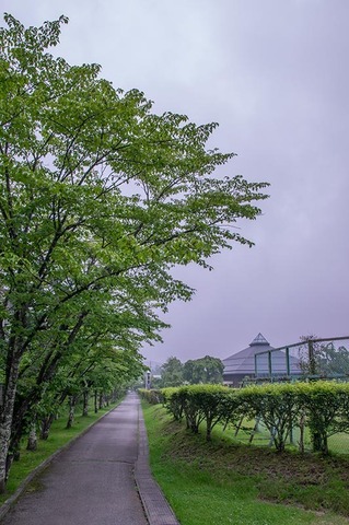 20190703yagasaki-sakura01.jpg