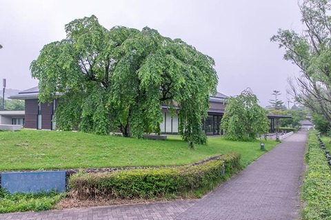 20190703yagasaki-shidare-sakuraB.jpg