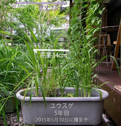 20190703yusuge_planter_5y_01.jpg