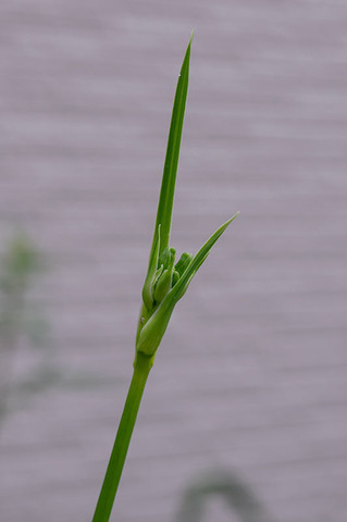 20190703yusuge_tsubomi01.jpg